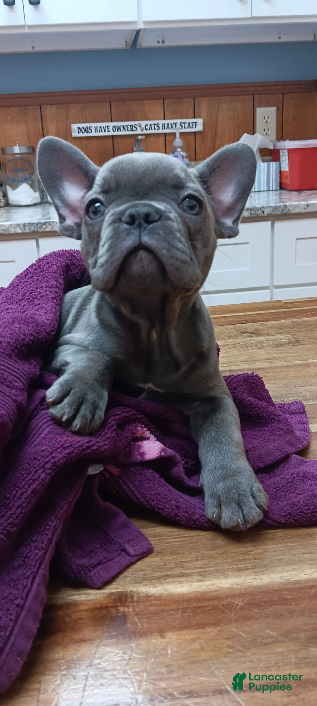 French Bulldog dogs for sale: French Bulldog Puppy 1 - Ad 1