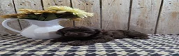Cocker Spaniel dogs for sale: Cody - Ad 5
