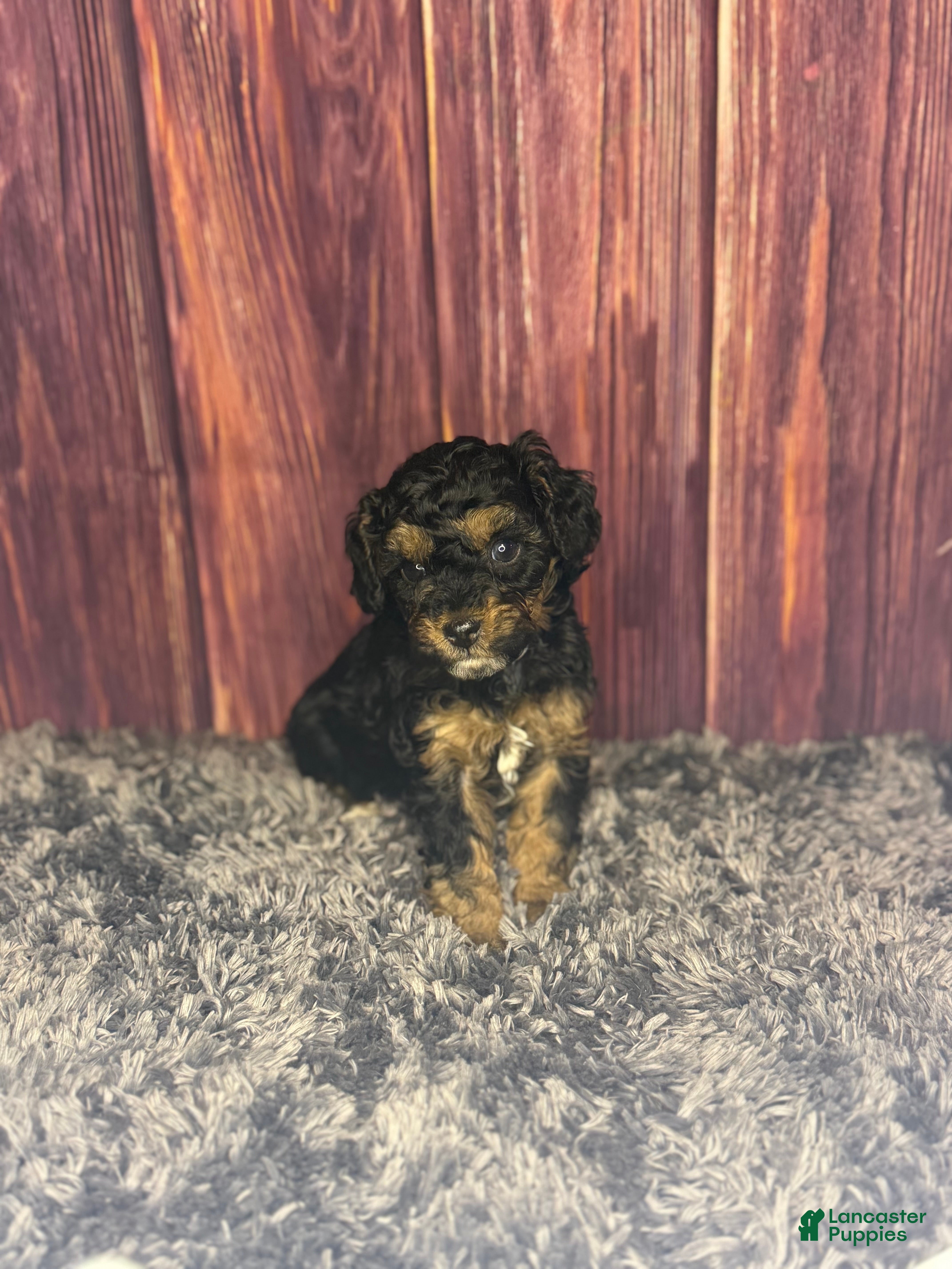 Miniature Poodle dogs Marie - Ad 1