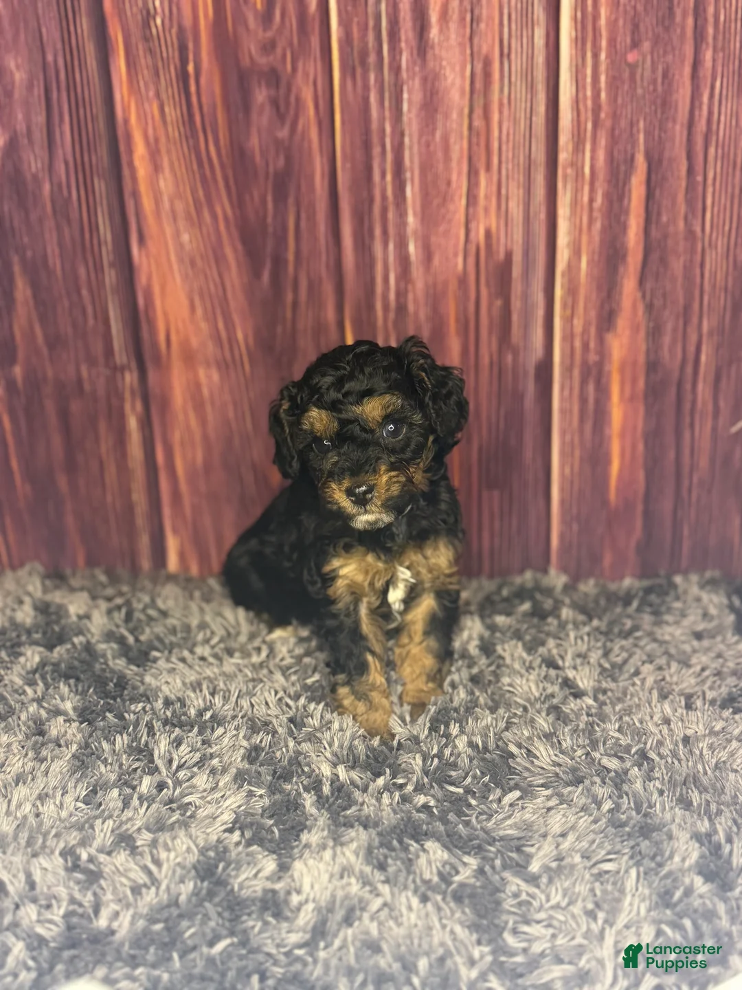 Miniature Poodle dogs for sale: Marie - Ad 1