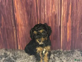 Miniature Poodle dogs for sale: Marie - Ad 2