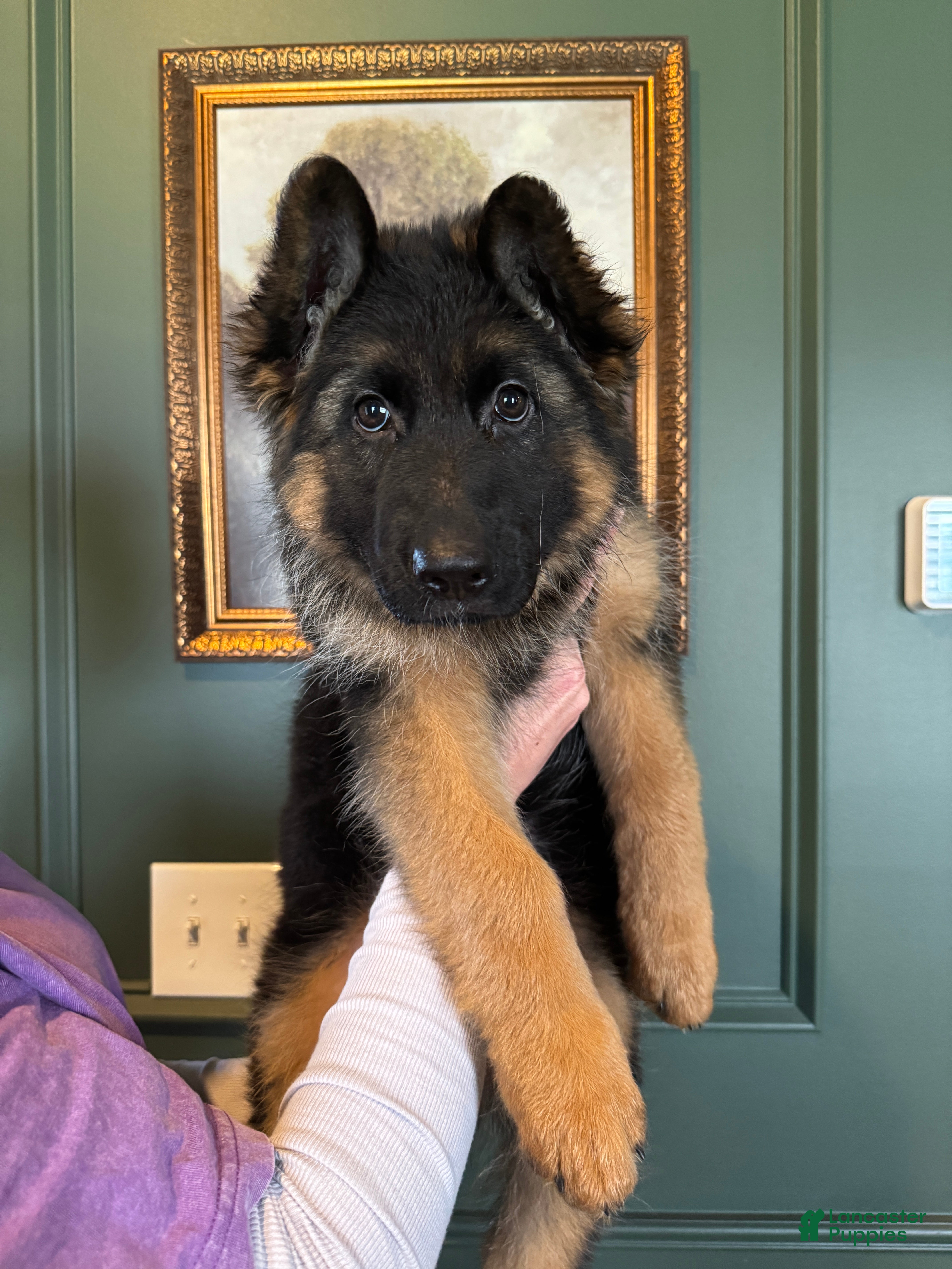 German Shepherd dogs Bree - Ad 1