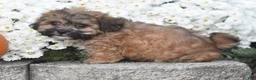 Teddy Bear dogs for sale: Asher - Ad 4