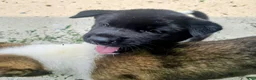 Akita dogs for sale: Nova  - Ad 3