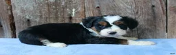 Aussiedoodle dogs for sale: Kadin - Ad 3