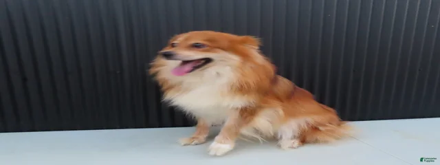Penny