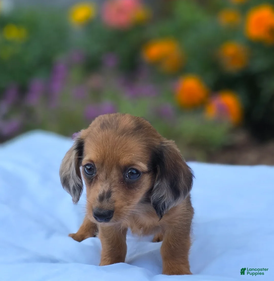 Miniature Dachshund dogs for sale: June - Ad 3