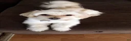 Maltese dogs for sale: Bella - Ad 4