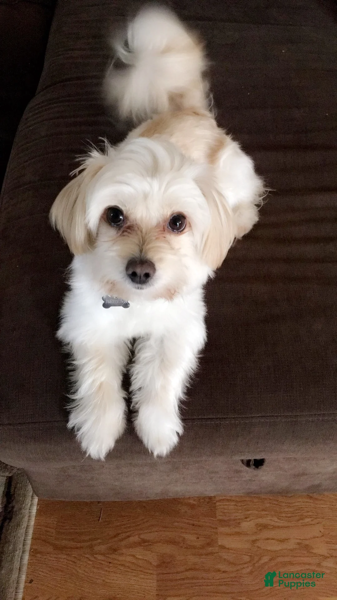 Maltese dogs for sale: Bella - Ad 4