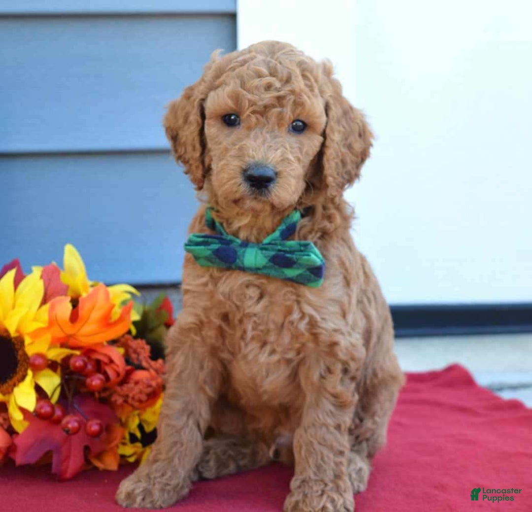 Standard Poodle dogs for sale: Maverick  - Ad 3