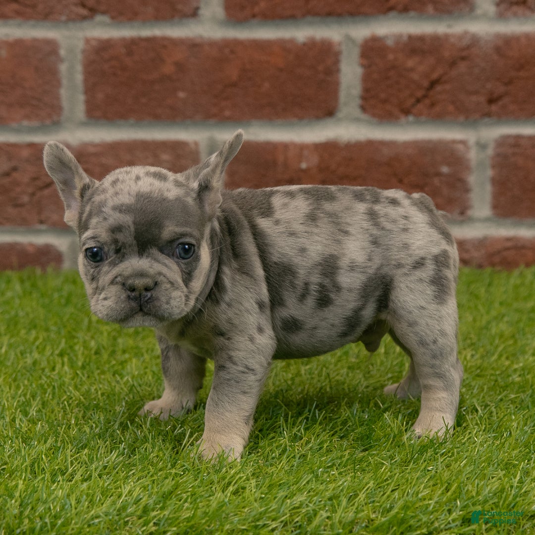 French Bulldog dogs for sale: Gus - Ad 5