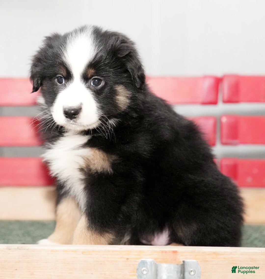 Miniature Australian Shepherd dogs for sale: Dora - Ad 5