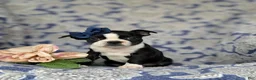 Boston Terrier dogs for sale: Elsie - Ad 1