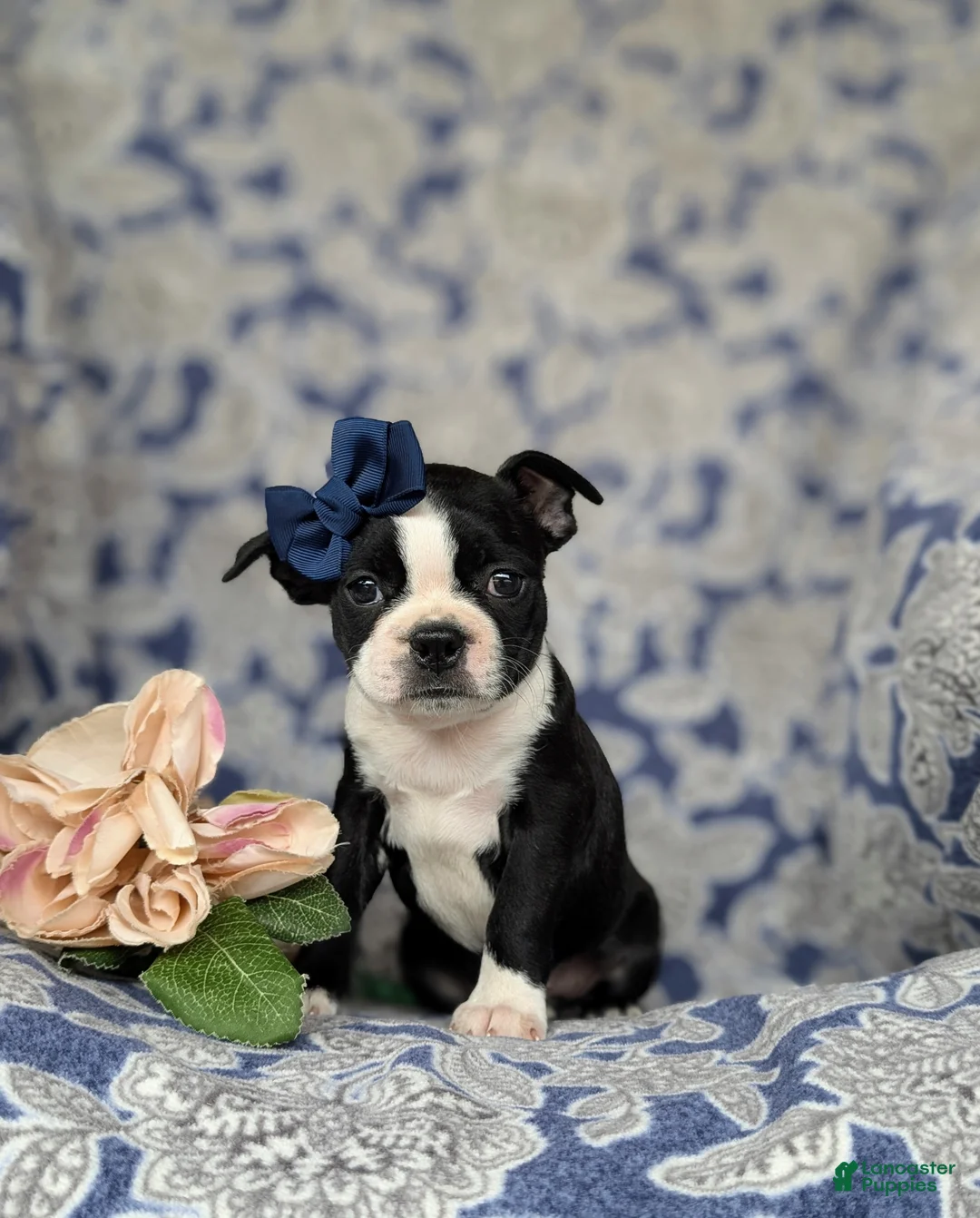 Boston Terrier dogs for sale: Elsie - Ad 1