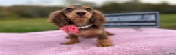 Miniature Dachshund dogs for sale: Import champion blood - Ad 27
