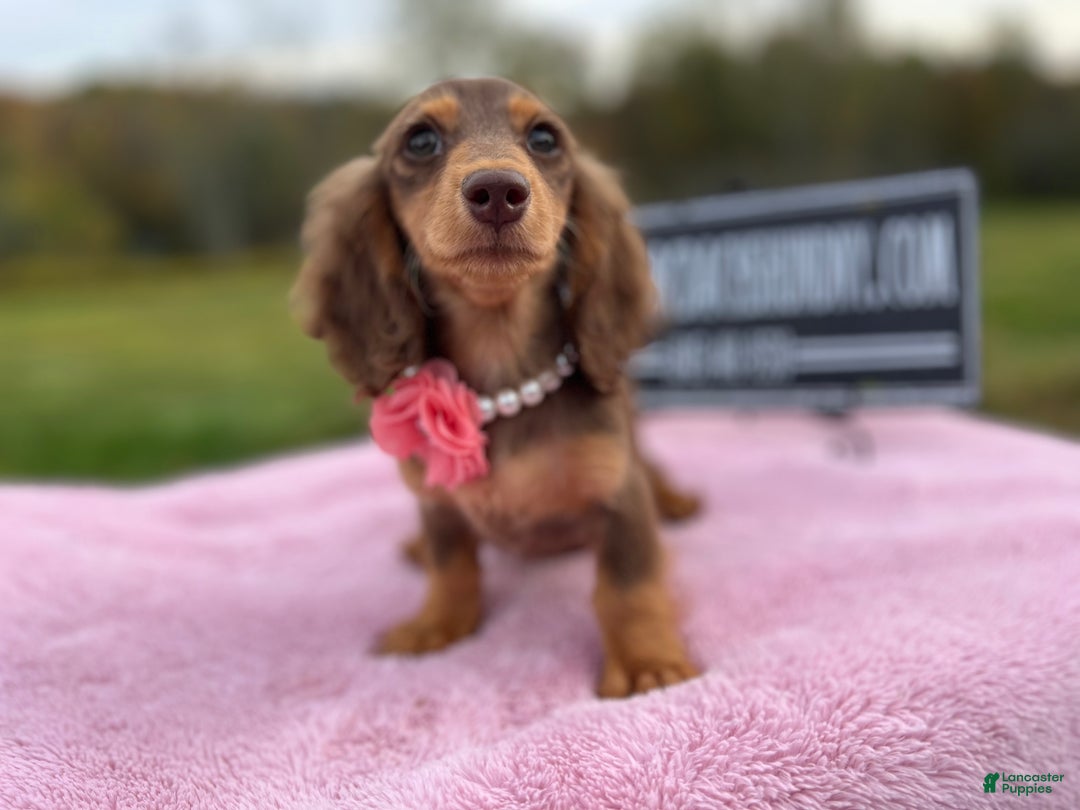 Miniature Dachshund dogs for sale: Import champion blood - Ad 27