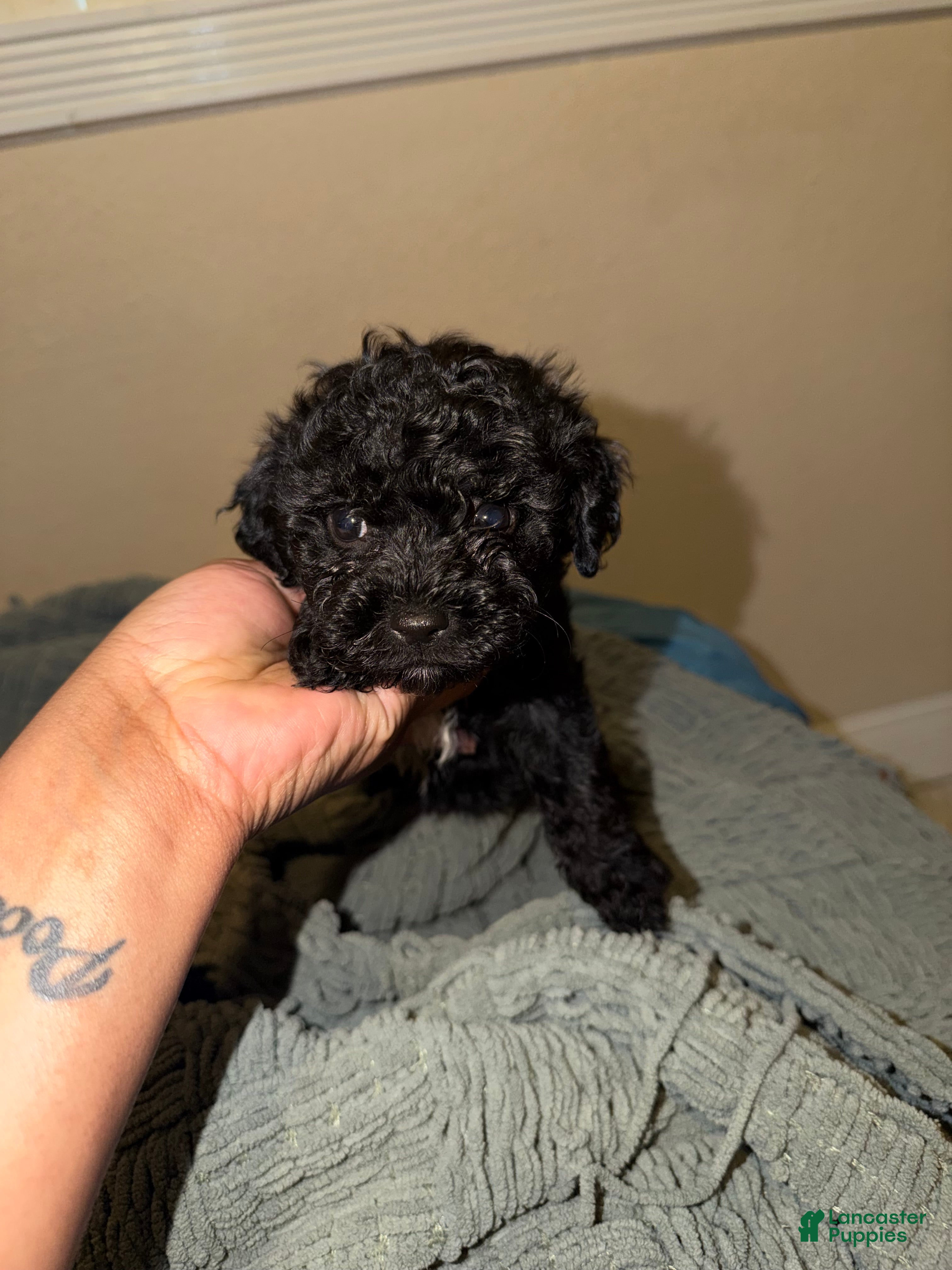 Shihpoo dogs for sale: Shihpoo Puppy 3 - Ad 1