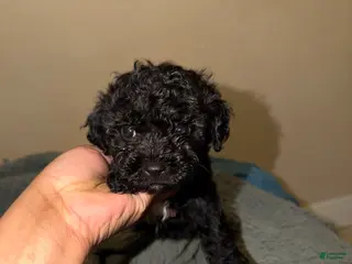 Shihpoo dogs for sale: Shihpoo Puppy 3 - Ad 1