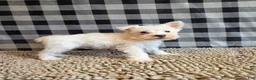 Miniature Schnauzer dogs for sale: Seth - Ad 6
