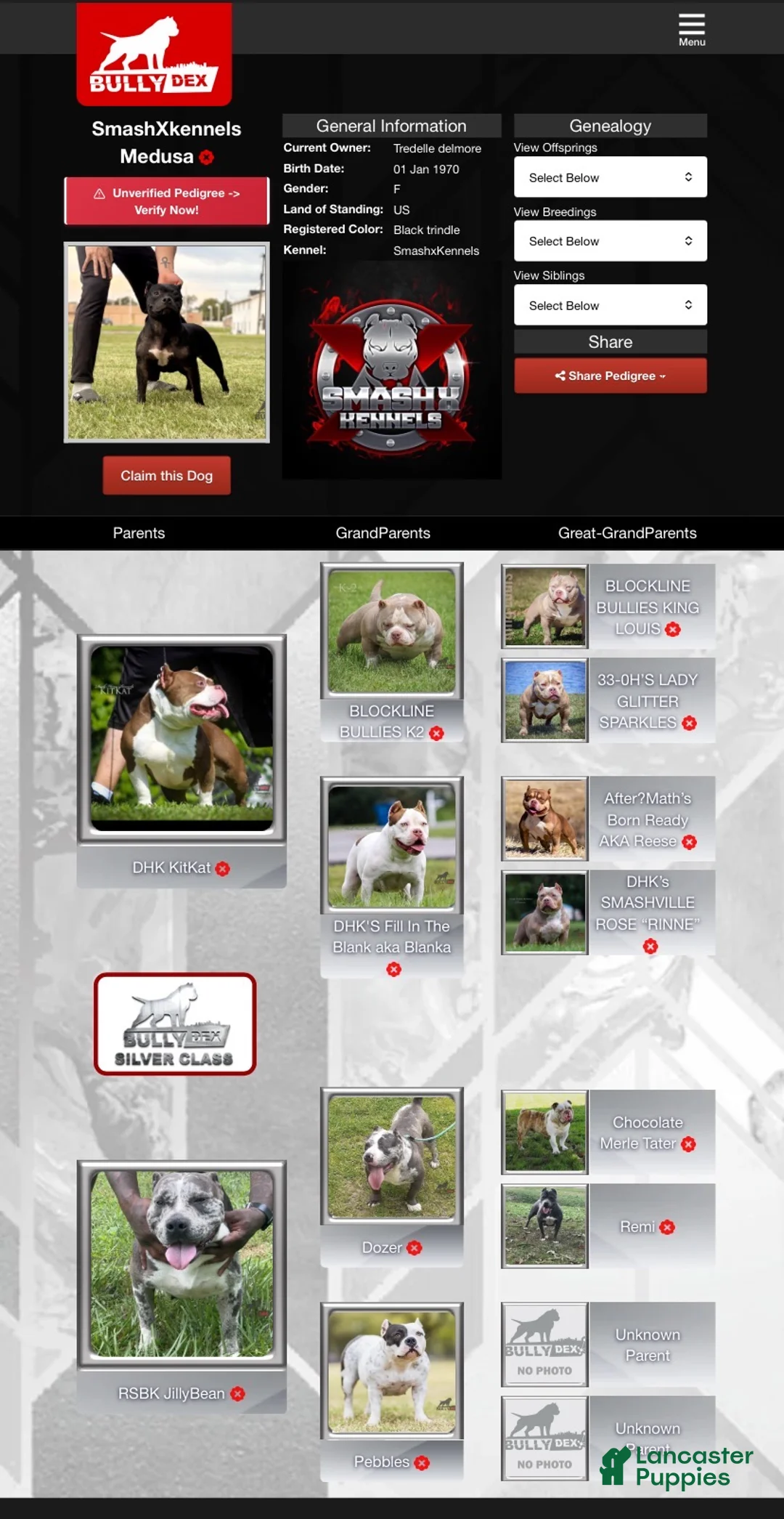 American Bully dogs for sale: American Bully Puppy 1 - Ad 5