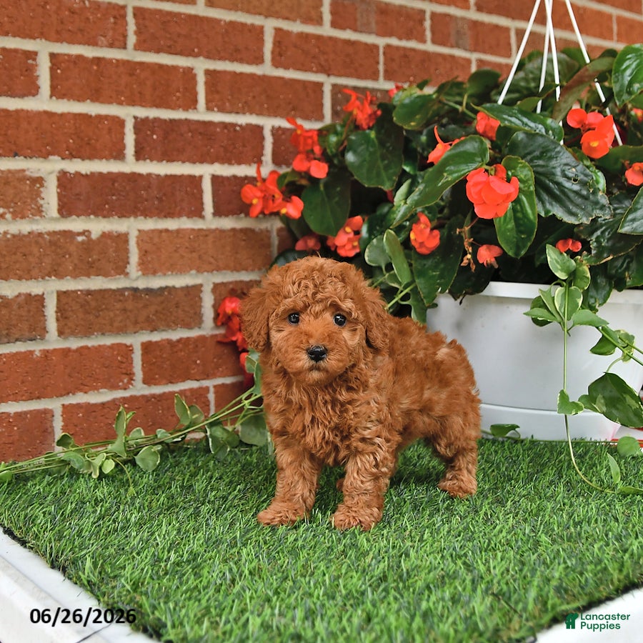 Toy Poodle dogs Bella Mia - Ad 2
