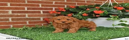 Toy Poodle dogs for sale: Bella Mia - Ad 2