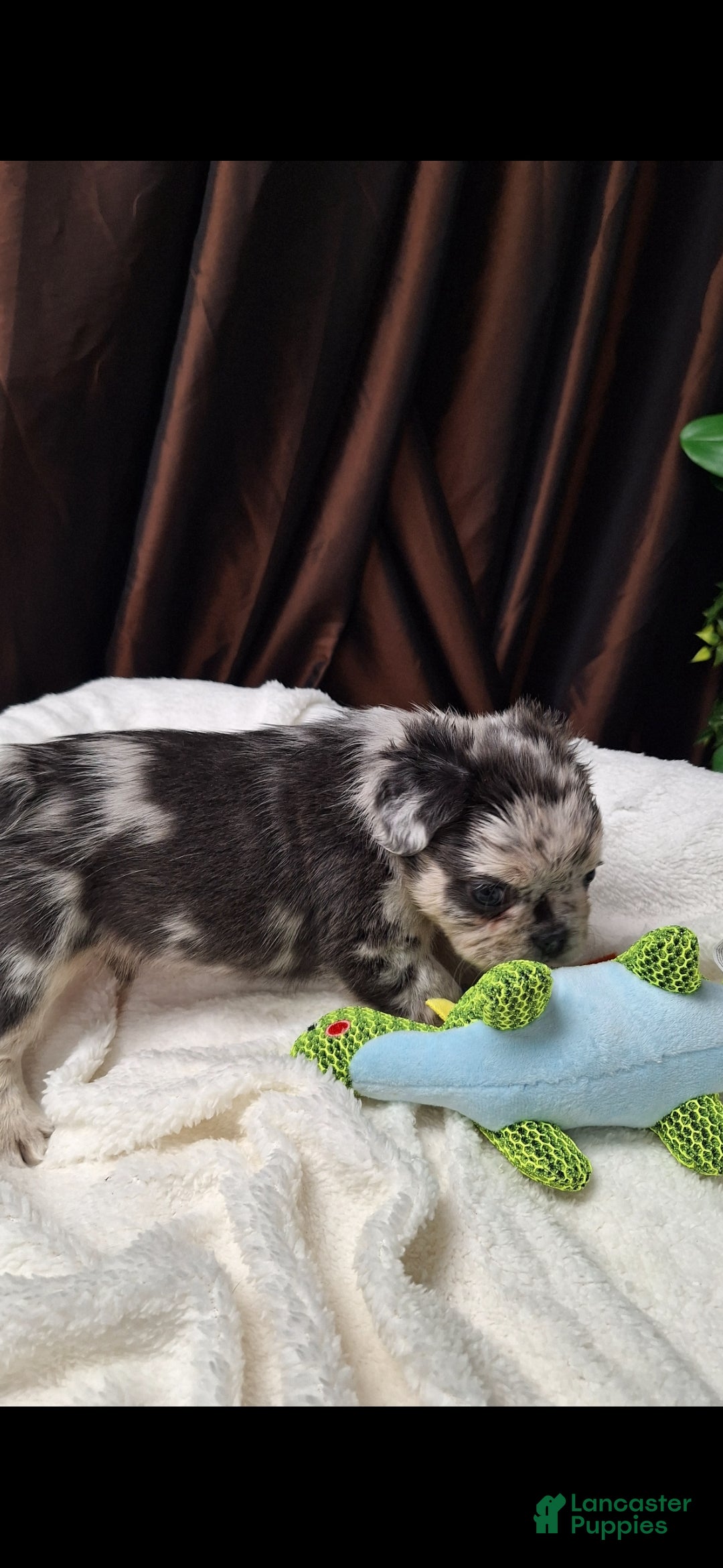 French Bulldog dogs Tim - Ad 4