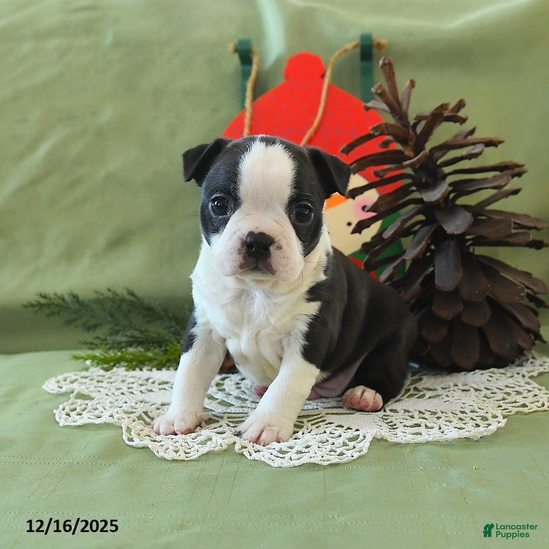 Boston Terrier dogs for sale: Comet - Ad 11