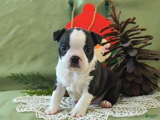 Boston Terrier dogs Comet - Ad 3