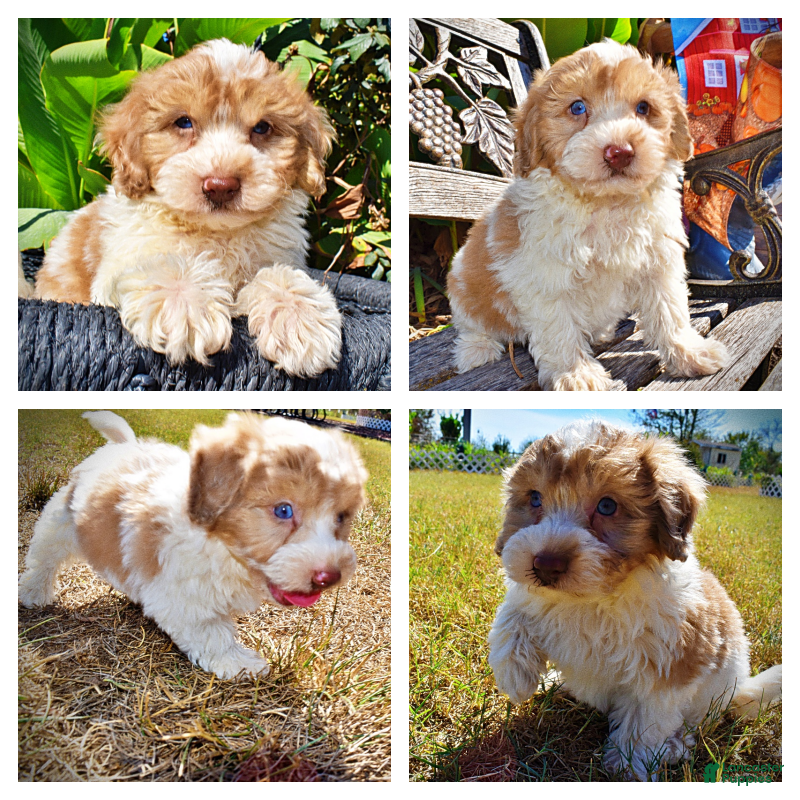 Havapoo dogs Nemo - Ad 1