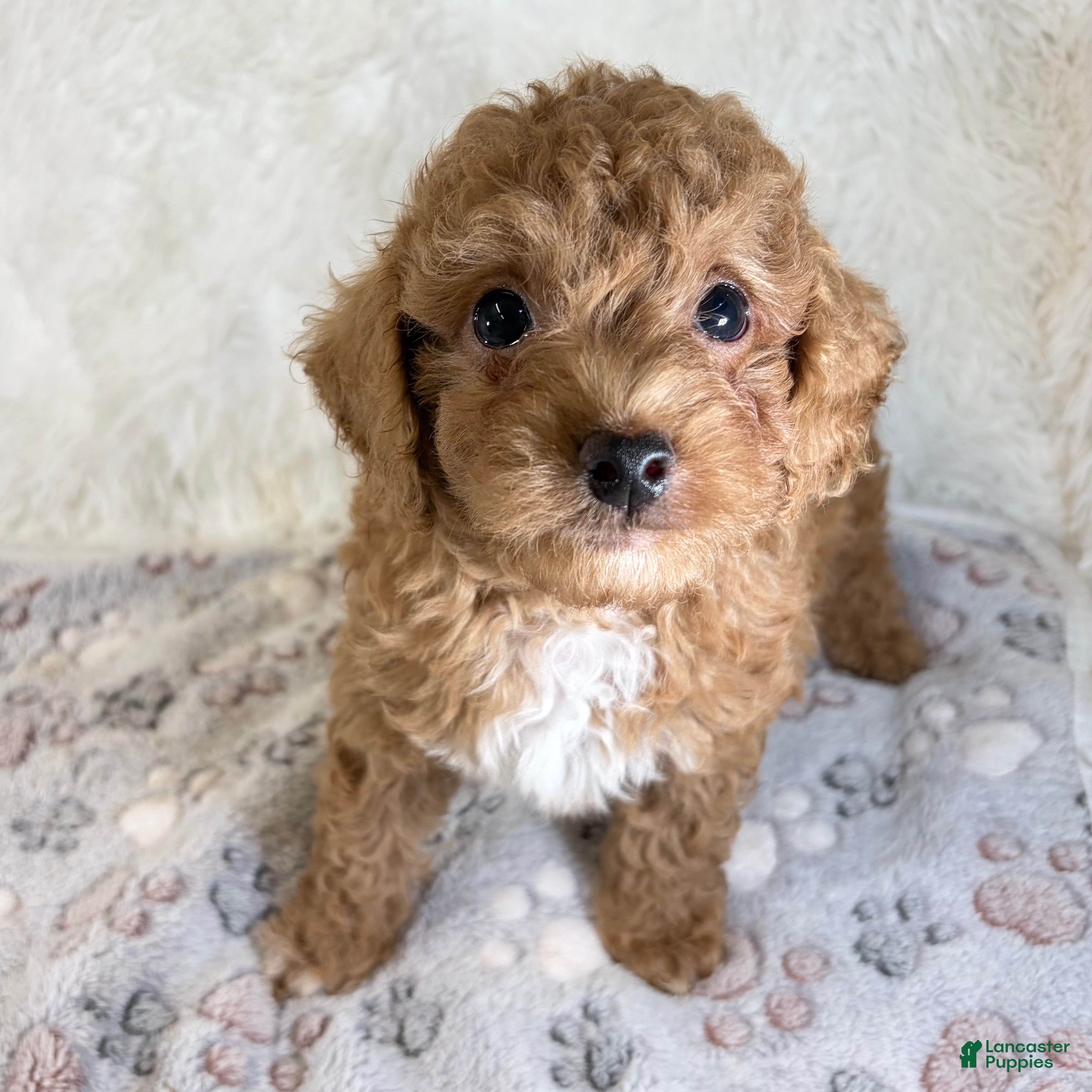 Toy Poodle dogs Asher - Ad 16