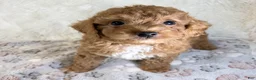 Toy Poodle dogs for sale: Asher - Ad 3