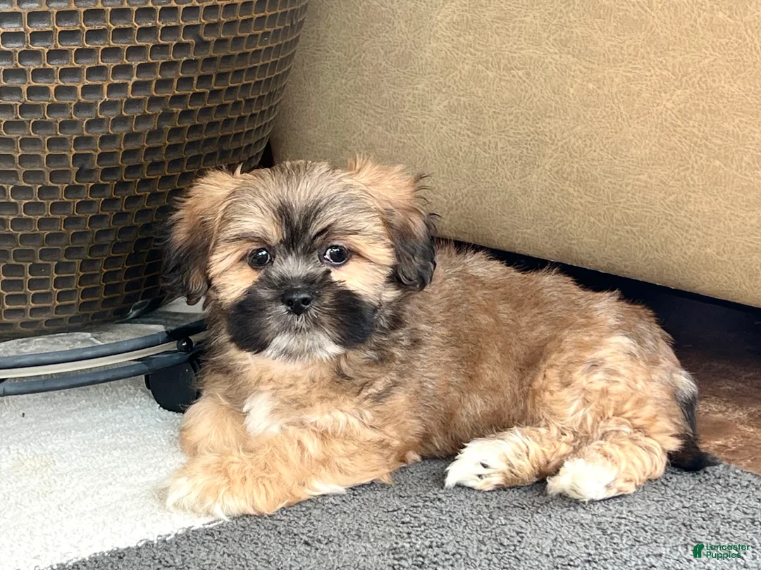 Lhasa Apso dogs for sale: Loki - Ad 1