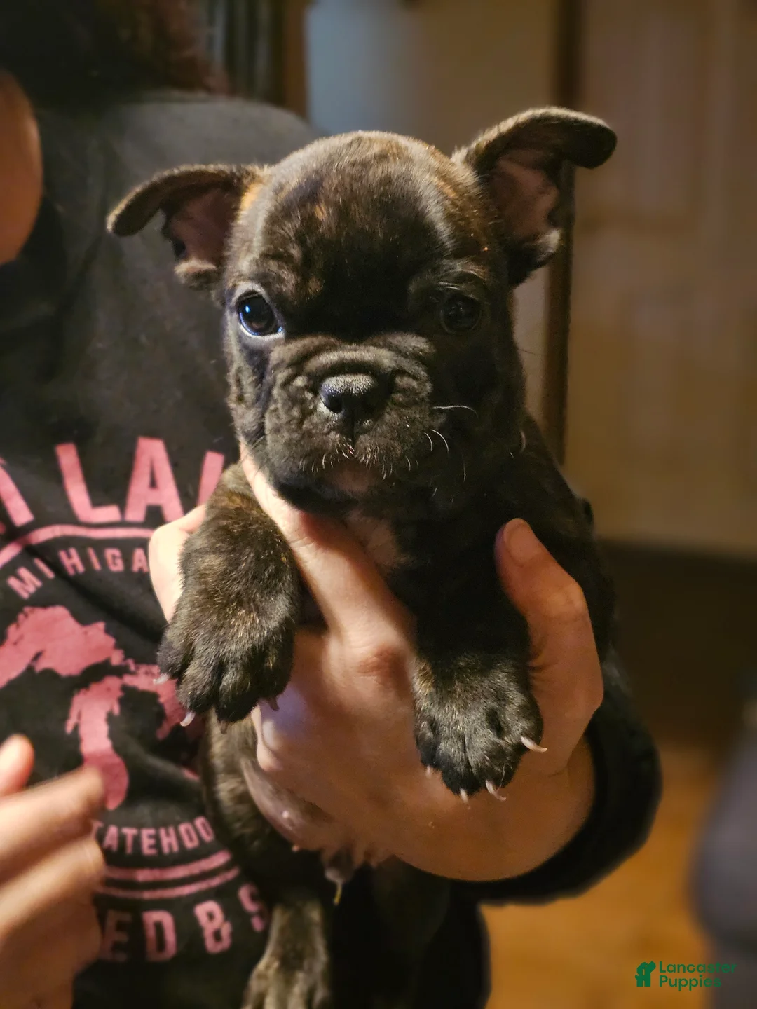 French Bulldog dogs for sale: Toby - Ad 2