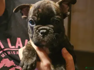 French Bulldog dogs Toby - Ad 1