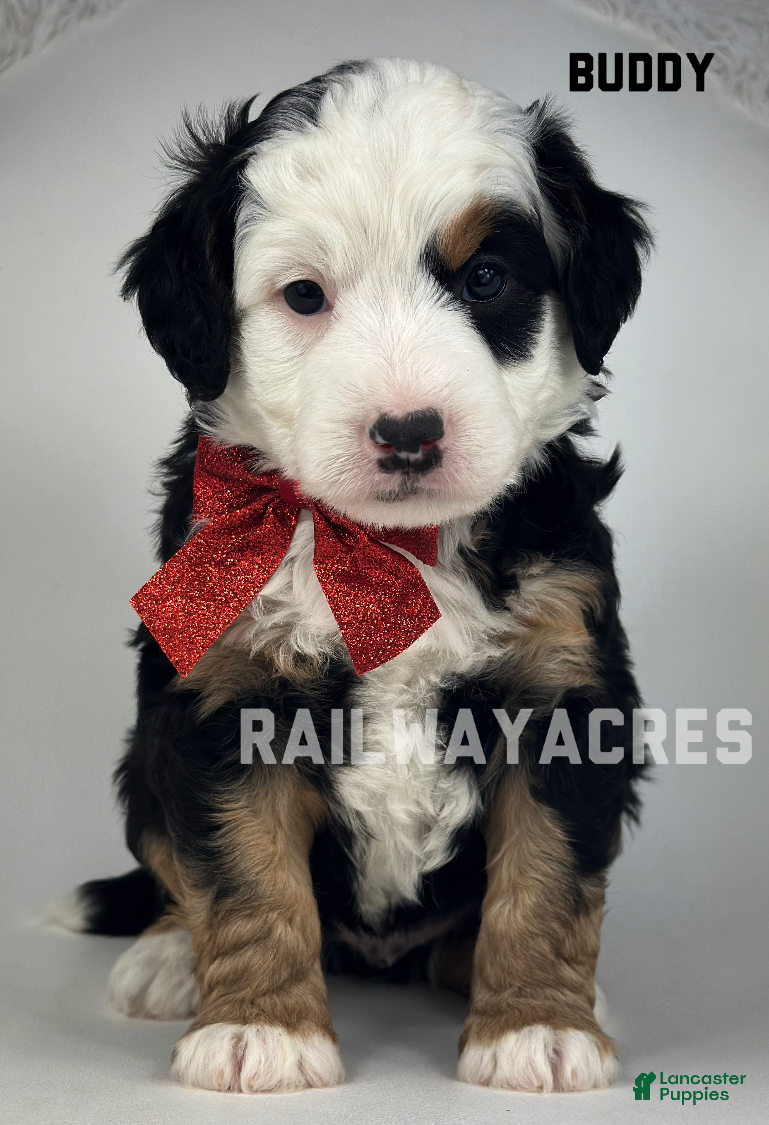 Mixed Breed dogs Buddy - Ad 12