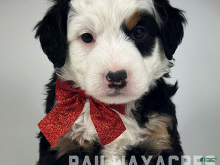 Mixed Breed dogs Buddy - Ad 40