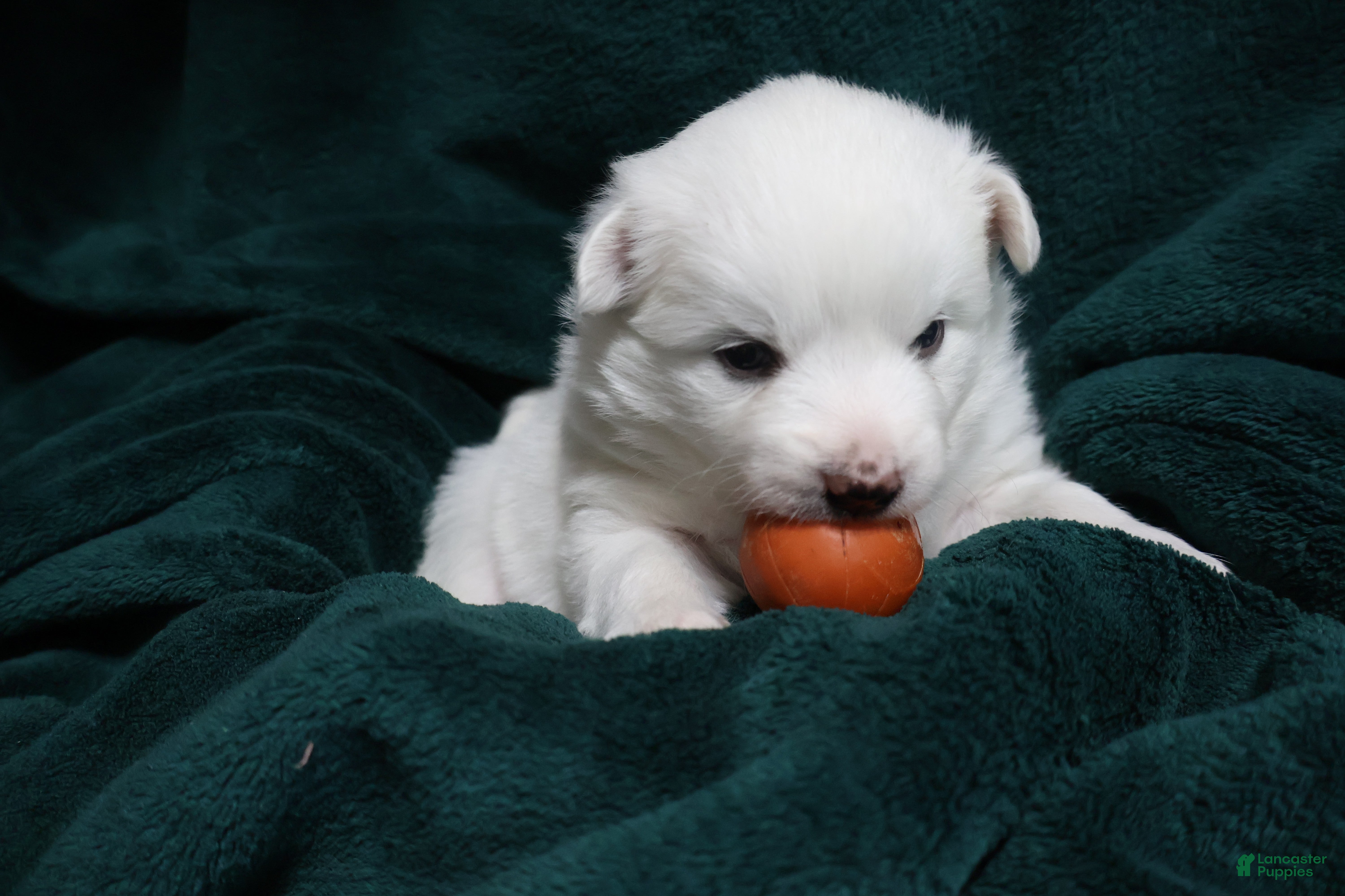 American Eskimo dogs Spunky - Ad 28