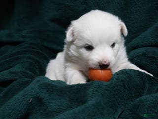 American Eskimo dogs Spunky - Ad 26