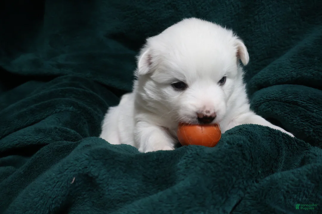American Eskimo dogs for sale: Spunky - Ad 6