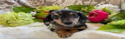 Miniature Dachshund dogs for sale: Lilly - Ad 14