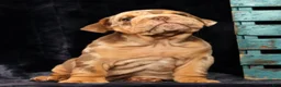 English Bulldog dogs for sale: Scarlett - Ad 9
