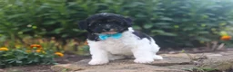 Havapoo dogs for sale: Joey - Ad 2