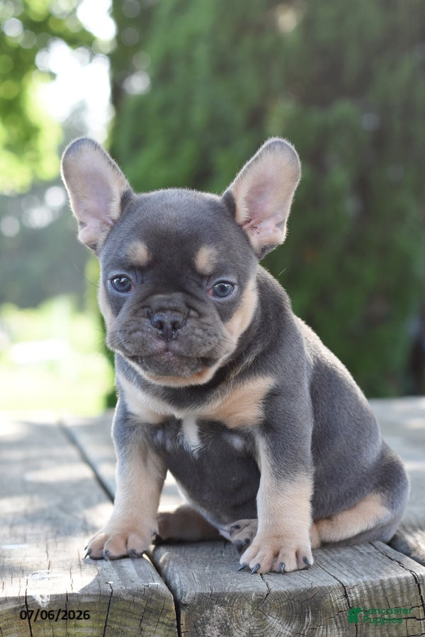 French Bulldog dogs Mae - Ad 1