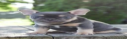 French Bulldog dogs for sale: Mae - Ad 1