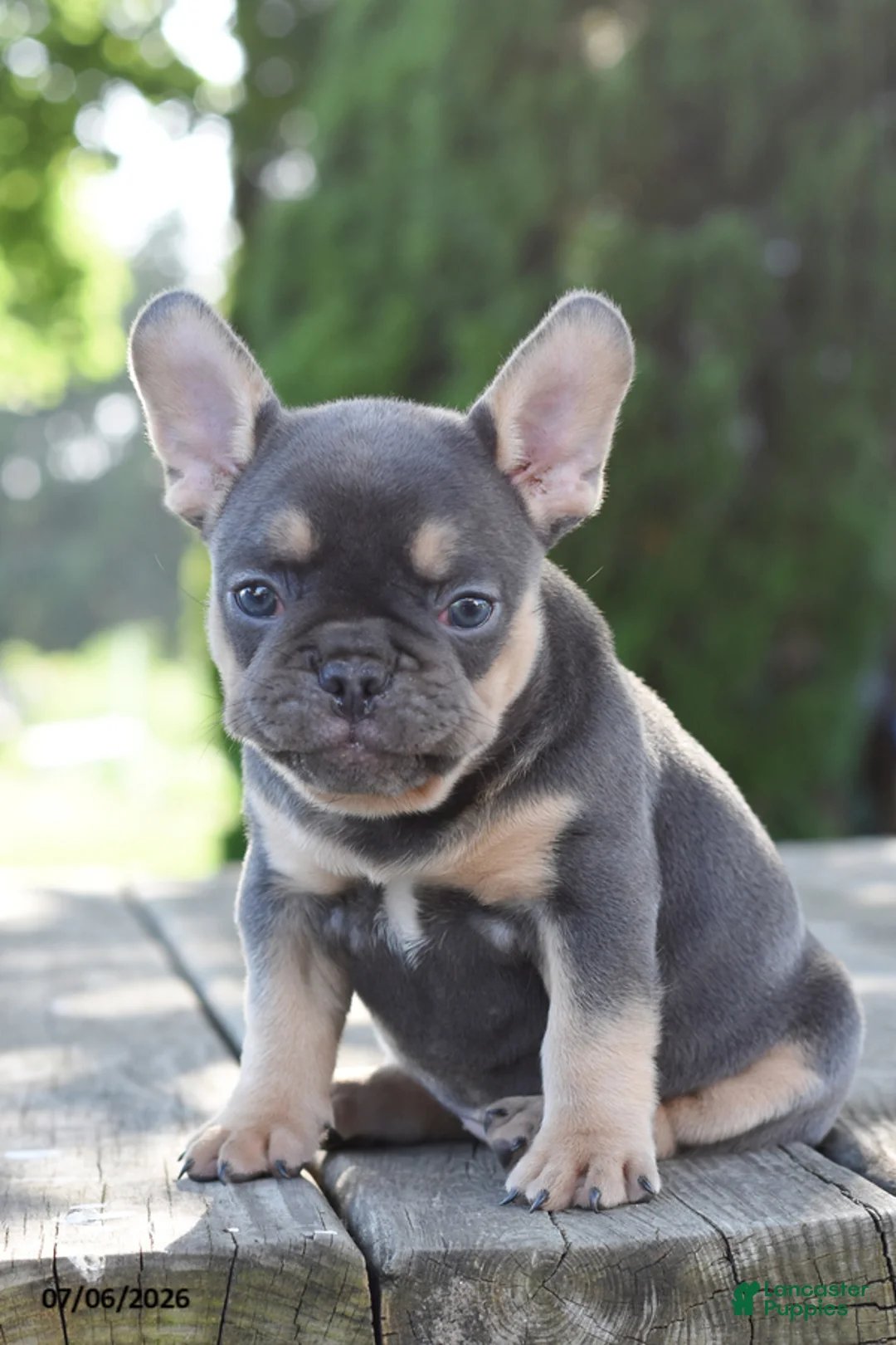 French Bulldog dogs for sale: Mae - Ad 1