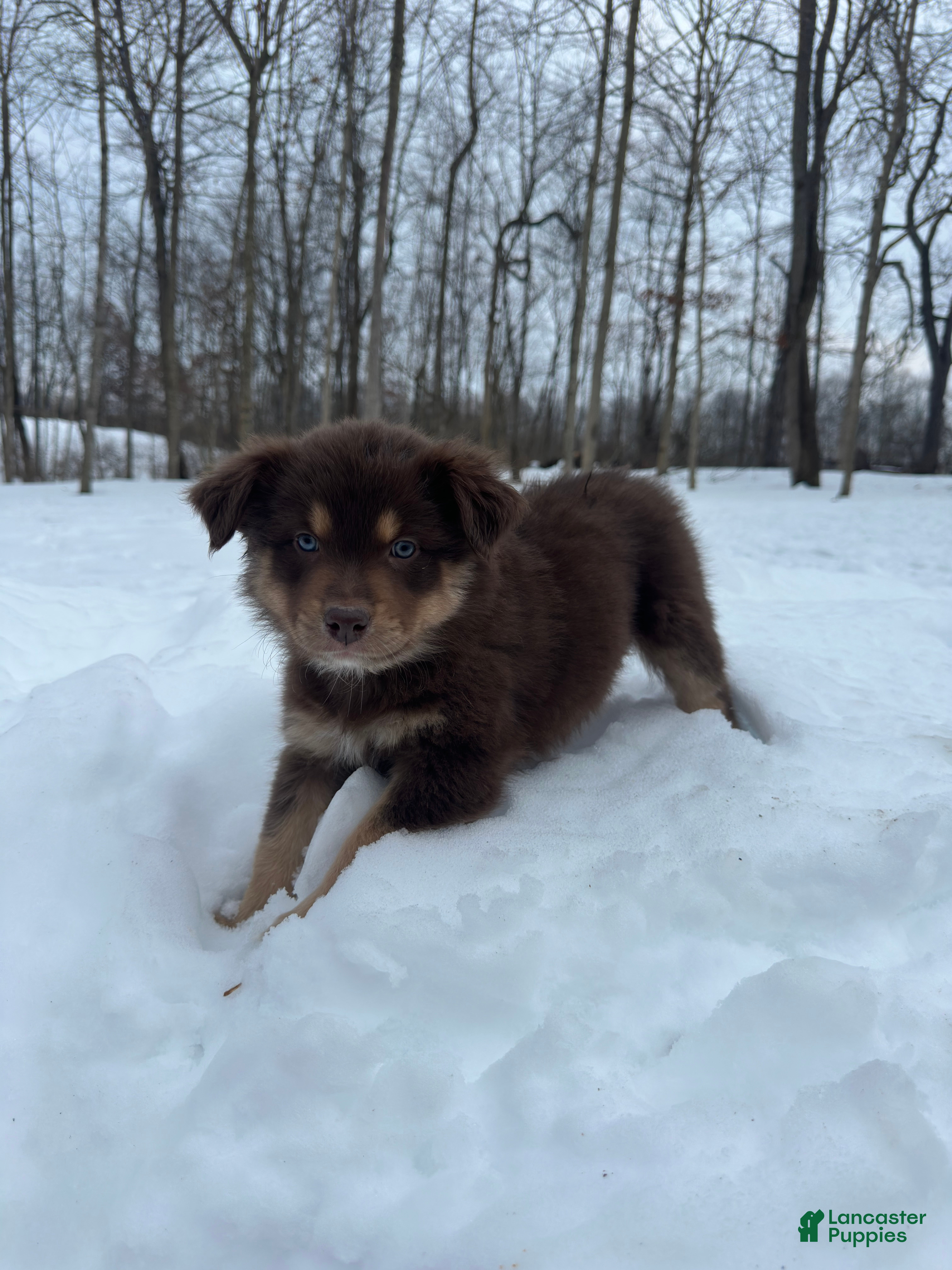 Miniature Australian Shepherd dogs for sale: Gypsy - Ad 2