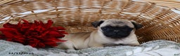 Pug dogs for sale: Jolly - Ad 4