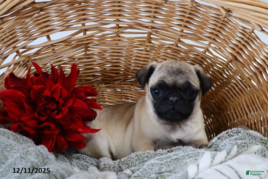 Pug dogs for sale: Jolly - Ad 4