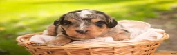 Mini Bernedoodle dogs for sale: Cornell F1 Mini Bernedoodle  - Ad 5